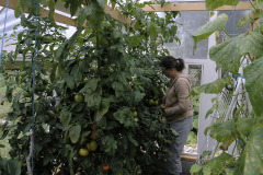 Tomatoes ripening - Tomaatit kypsyvät