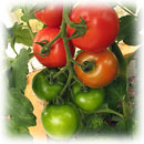 Ripening tomatos - Kypsyvät tomaatit