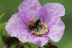 Bumblebee and flowering raspberry - Kimalainen ja koristevattu