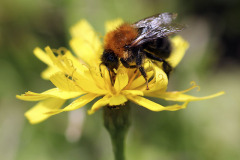 Bumblebee - Kimalainen