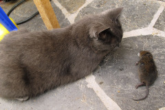 Cat and dead  water vole - Kissa ja kuollut vesimyyrä