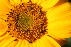 True bugs in sunflower - Luteet auringonkukassa
