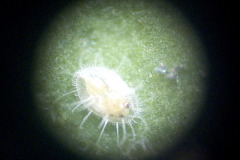Whitefly larva - Ansarijauhiaisen toukka