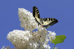 Swallowtail and lilac - Ritariperhonen ja syreeni
