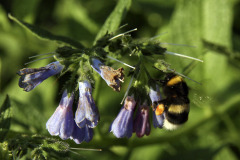 Bumblebee and comfrey - Kimalainen ja tarharaunioyrtti