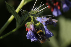 Bumblebee and comfrey - Kimalainen ja tarharaunioyrtti