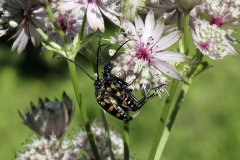 Longhorn beetles mate - Sarvijäärät parittelevat