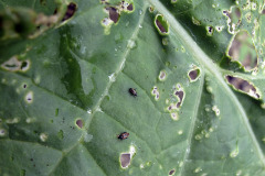 Leaf beetles on rutabaga - Kirpat lantulla