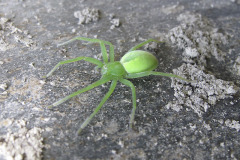 Green huntsman spider - Viherhämähäkki
