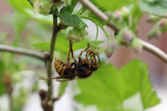 Wasp pollinating blackcurrant - Ampiainen pölyttää mustaherukkaa