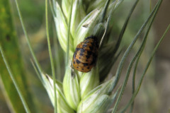 Ladybird pupa on barley spike - Leppäkertun toukka ohrantähkällä