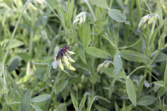 Soldier beetle on meadow pea - Sylkikuoriainen niittynätkelmällä