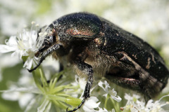Goldsmith beetle eats pollen - Kultakuoriainen syö siitepölyä