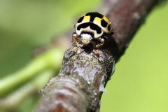 14-spotted ladybird - Ruutupirkko