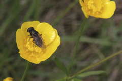 Hoverfly on buttercup - Kukkakärpänen ja niittyleinikki