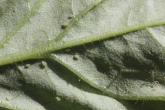 Aphids on tomato leaf - Kirvat tomaatin lehdellä