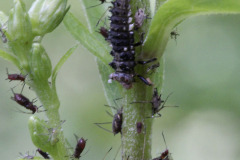 Ladybug larva eating aphids - Leppäkertun toukka syö kirvoja