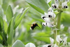 Garden bumblebee and fava bean - Tarhakimalainen ja härkäpapu
