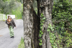 Old tree - Vanha puu - Limone sul Garda