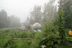 Rainstorm in garden - Rankkasade puutarhassa