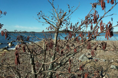 Black alder in bloom by seaside - Tervaleppä kukkii meren rannalla