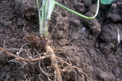 Nitrogen-fixing root nodules in clover - Apilan typpeä sitovat juurinystyrät