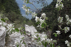 Crabapple - Villiomena - Limone sul Garda