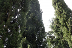 Italian cypress - Välimerensypressi - Garda
