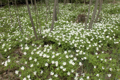 Wood anemone - Valkovuokko