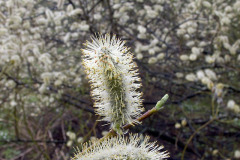 Willow in bloom - Paju kukkii