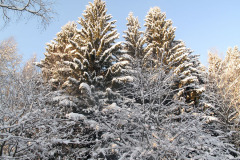 Spruces in winter - Kuuset talvella