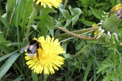 Bumblebee in dandelion - Kimalainen voikukassa