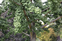 Gingko tree - Neidonhiuspuu