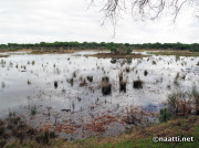 Doñana – Bird lake in Acebuche