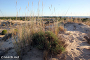 Doñana – Moving sand dune