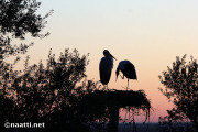 Doñana – White storks at their nest