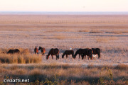 Doñana – Retuerta horses grazing on the marsh at sunrise