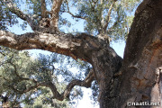 Doñana – Cork Oak