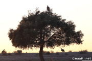 Doñana – Griffon vultures at sunset