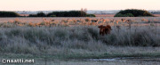 Doñana – Cow and fallow deer at sunset