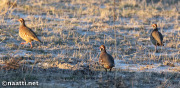 Doñana – Red-legged partridges