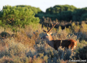 Doñana – Red deer stag