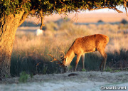 Doñana – Red deer eating acorns