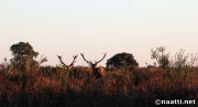 Doñana – Red deer at sunset