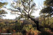 Doñana – Cork oak in Acebrón