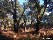 Doñana – Cork oak grove in Acebrón by Rocina river