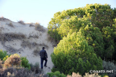 Doñana – Moving sand dune