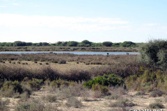 Doñana – Bird lake behind coastal dunes