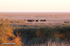 Doñana – Retuerta horses grazing on the marsh at sunrise
