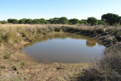 Doñana – Drinking pit for cattle